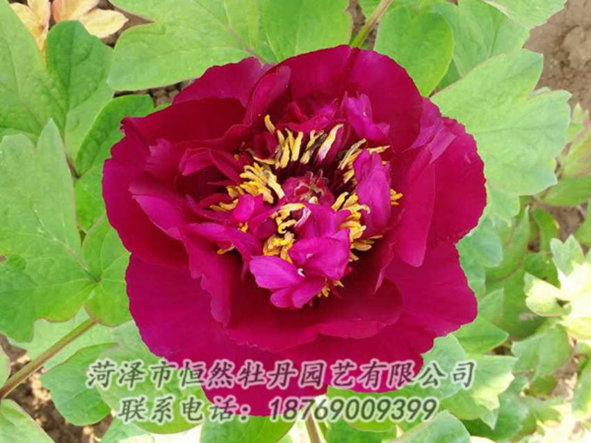 點(diǎn)擊查看詳細(xì)信息<br>標(biāo)題：紅色牡丹 閱讀次數(shù)：1875