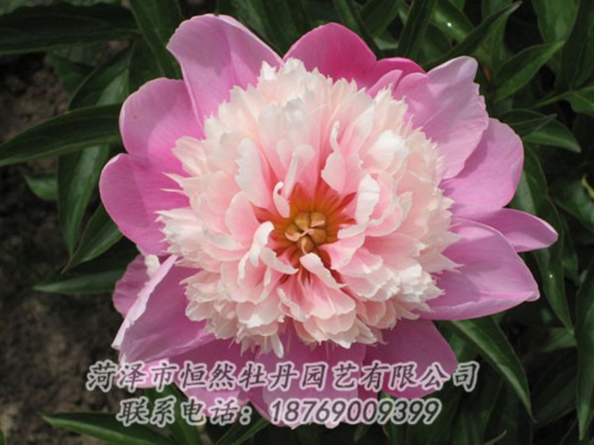 點(diǎn)擊查看詳細(xì)信息<br>標(biāo)題：蓮花臺(tái) 閱讀次數(shù)：2038