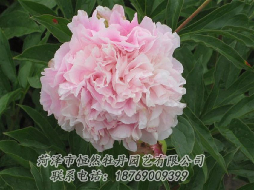 點擊查看詳細(xì)信息<br>標(biāo)題：粉面桃花 閱讀次數(shù)：1286