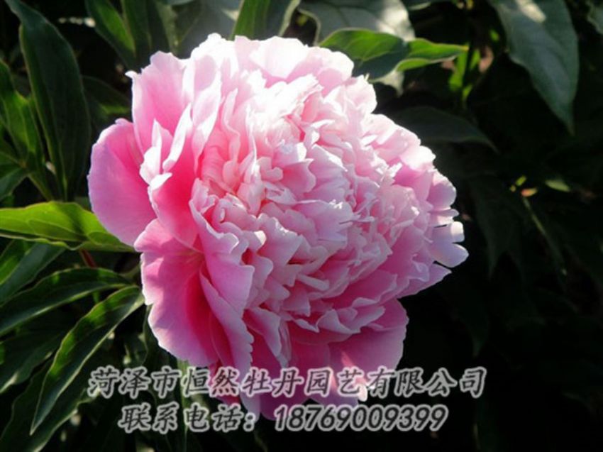 點擊查看詳細(xì)信息<br>標(biāo)題：粉色芍藥 閱讀次數(shù)：2069