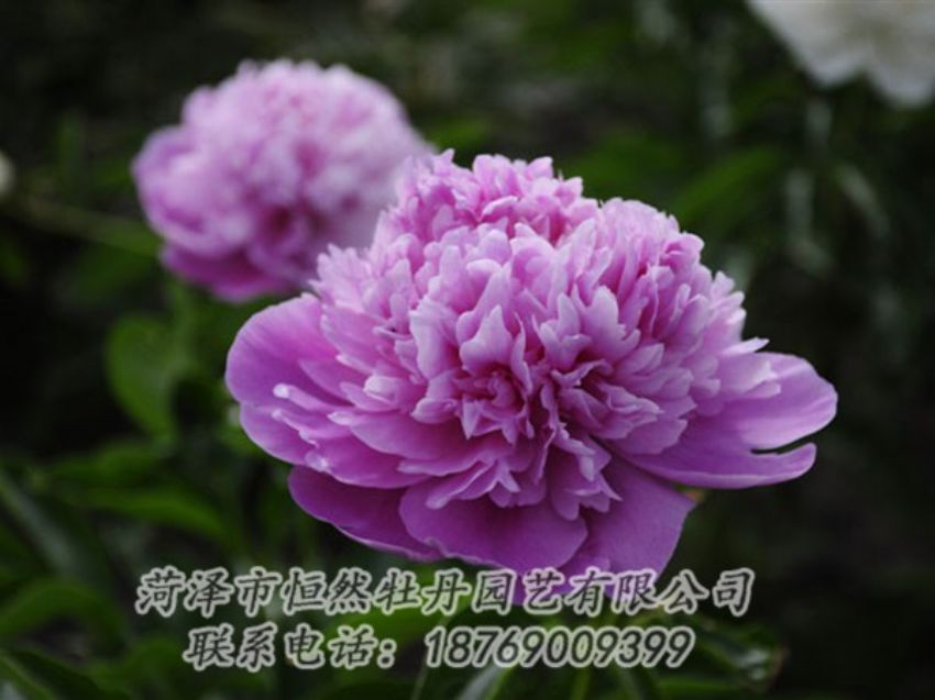 點(diǎn)擊查看詳細(xì)信息<br>標(biāo)題：紫色芍藥 閱讀次數(shù)：2063