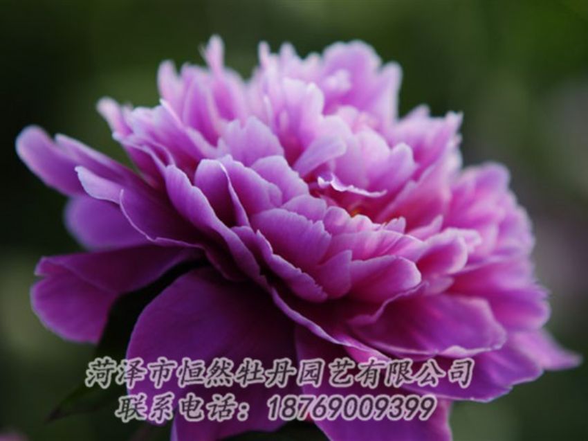 點(diǎn)擊查看詳細(xì)信息<br>標(biāo)題：紫色芍藥 閱讀次數(shù)：2068