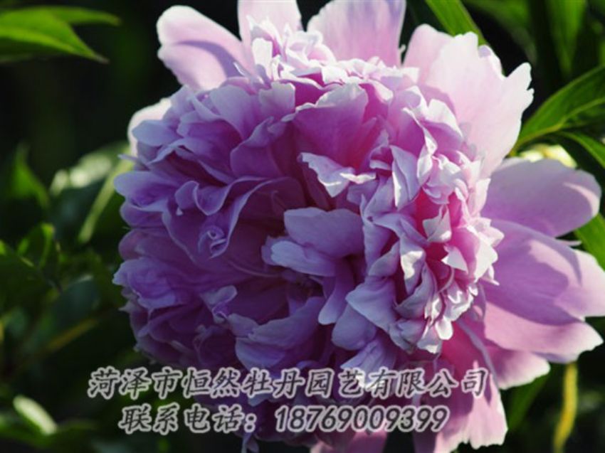 點擊查看詳細信息<br>標題：藍菊 閱讀次數(shù)：1215