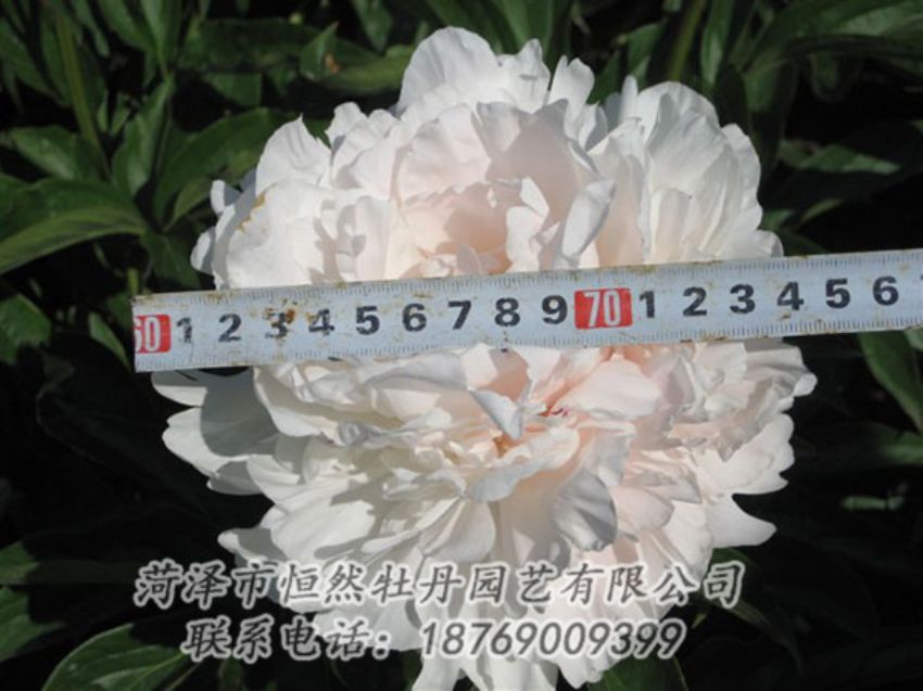 點擊查看詳細(xì)信息<br>標(biāo)題：雪峰 閱讀次數(shù)：1106