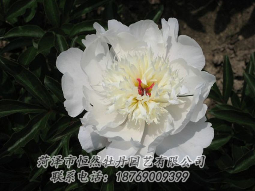 點擊查看詳細(xì)信息<br>標(biāo)題：凌花晨浴 閱讀次數(shù)：1211