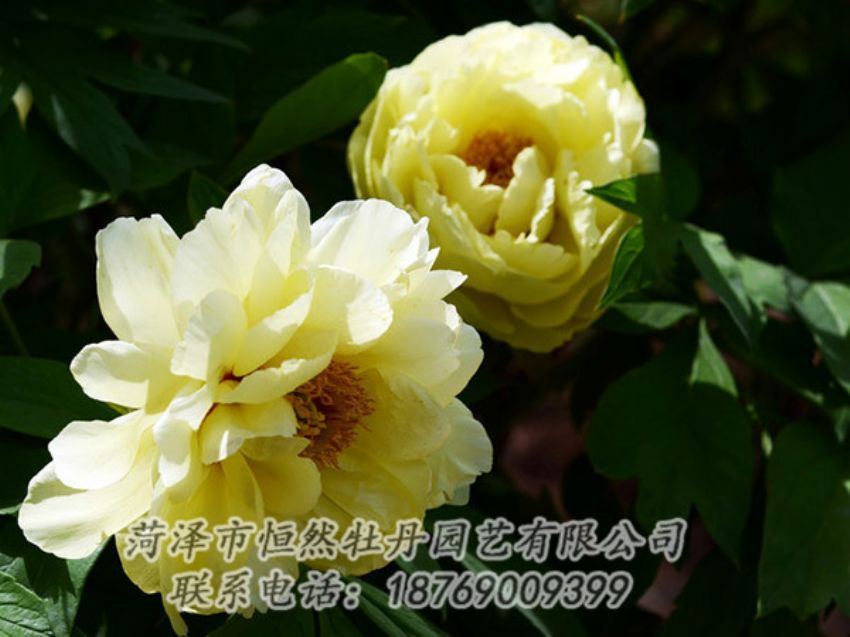 點(diǎn)擊查看詳細(xì)信息<br>標(biāo)題：黃色芍藥 閱讀次數(shù)：1191