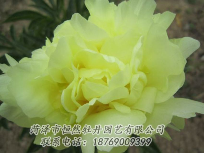 點(diǎn)擊查看詳細(xì)信息<br>標(biāo)題：黃色芍藥 閱讀次數(shù)：1211