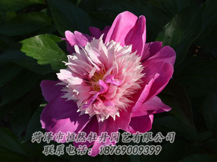 點擊查看詳細信息<br>標題：紅色芍藥 閱讀次數(shù)：1225