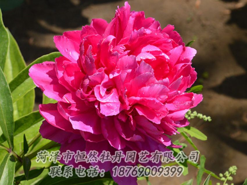 點擊查看詳細信息<br>標題：紅色芍藥 閱讀次數(shù)：1115