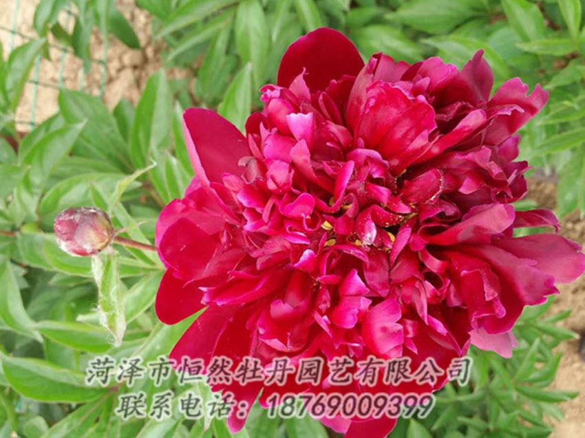 點擊查看詳細信息<br>標題：紅色芍藥 閱讀次數(shù)：1162