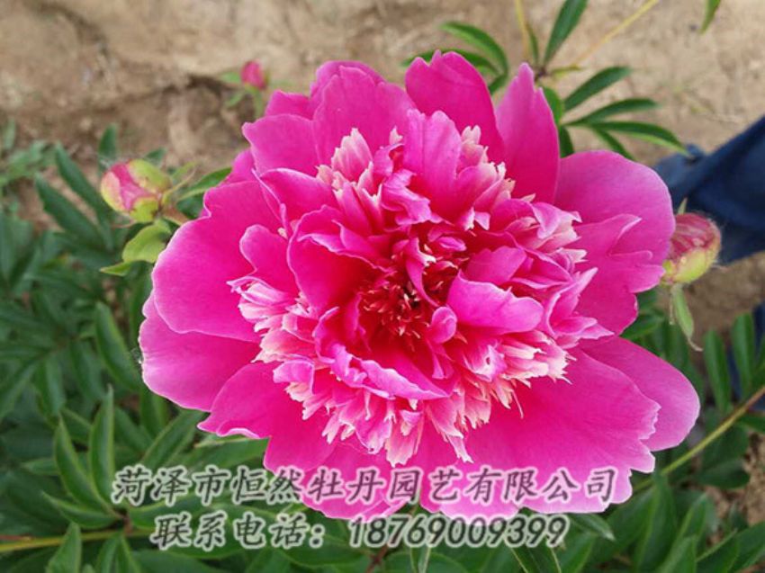 點(diǎn)擊查看詳細(xì)信息<br>標(biāo)題：紅色芍藥 閱讀次數(shù)：1195