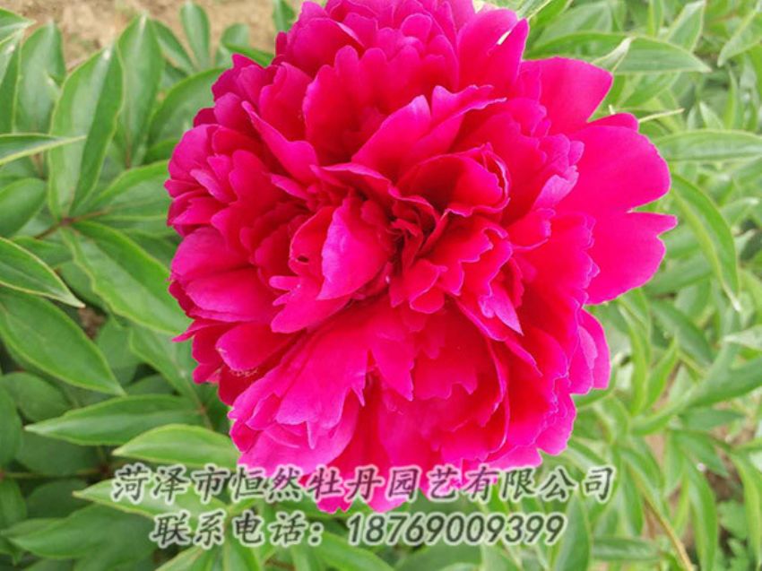 點(diǎn)擊查看詳細(xì)信息<br>標(biāo)題：紅色芍藥 閱讀次數(shù)：1234