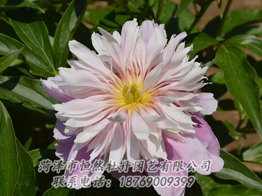 點擊查看詳細(xì)信息<br>標(biāo)題：粉色芍藥 閱讀次數(shù)：1278