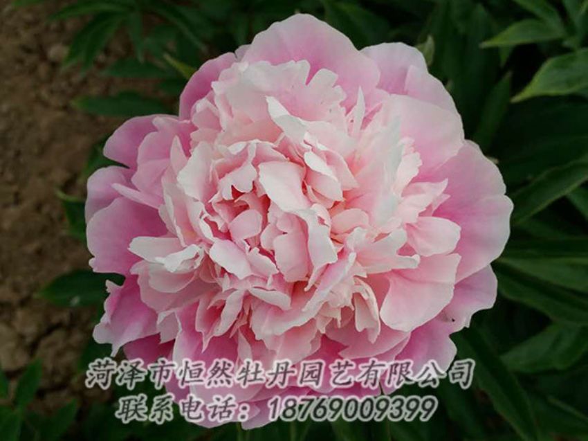 點擊查看詳細(xì)信息<br>標(biāo)題：粉色芍藥 閱讀次數(shù)：1407