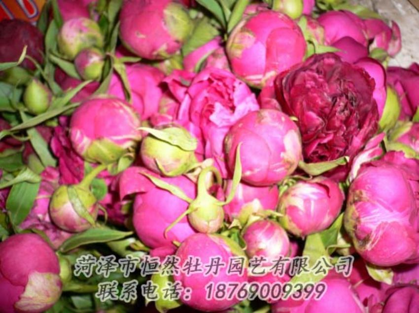 點擊查看詳細信息<br>標題：芍藥切花 閱讀次數(shù)：1985