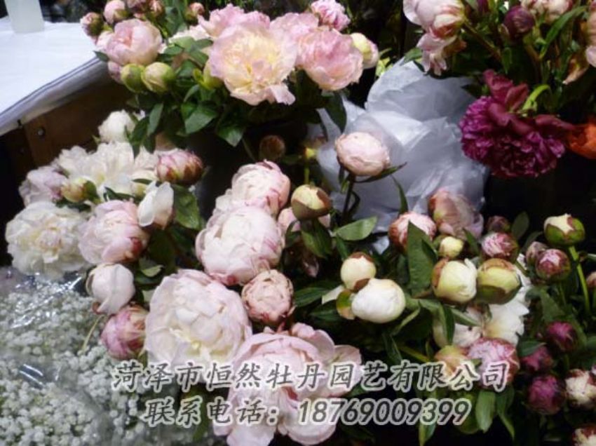 點(diǎn)擊查看詳細(xì)信息<br>標(biāo)題：芍藥切花 閱讀次數(shù)：2143