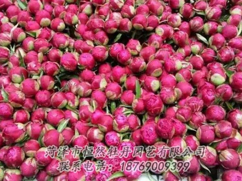 點擊查看詳細信息<br>標(biāo)題：芍藥切花 閱讀次數(shù)：2198