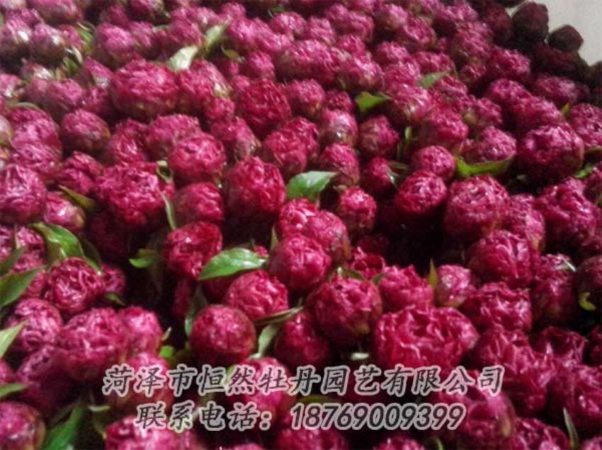 點(diǎn)擊查看詳細(xì)信息<br>標(biāo)題：芍藥切花 閱讀次數(shù)：2020