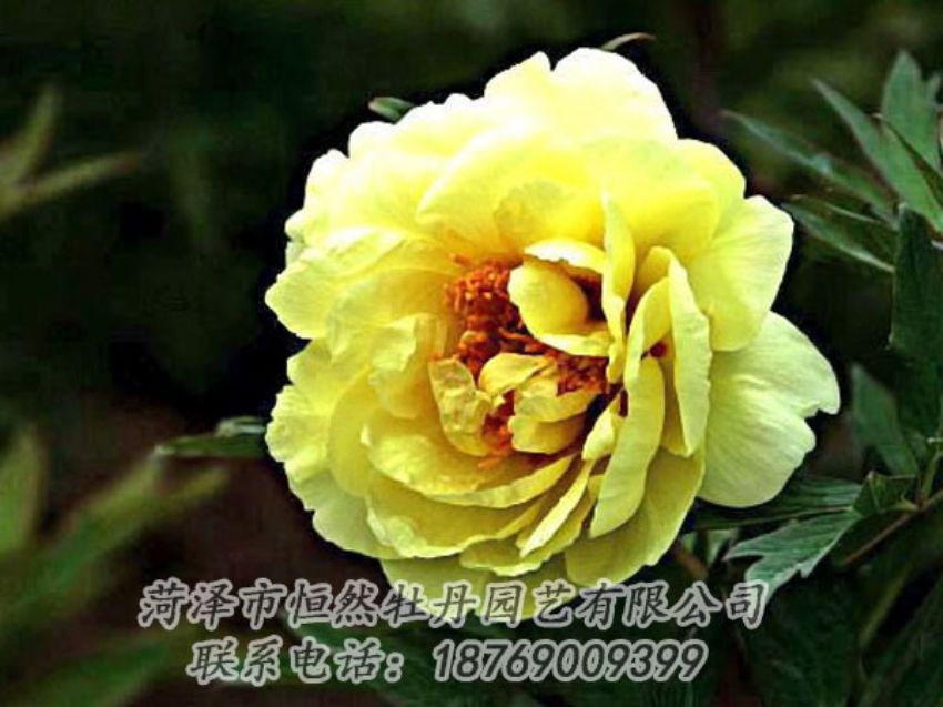 點(diǎn)擊查看詳細(xì)信息<br>標(biāo)題：黃色牡丹 閱讀次數(shù)：1913