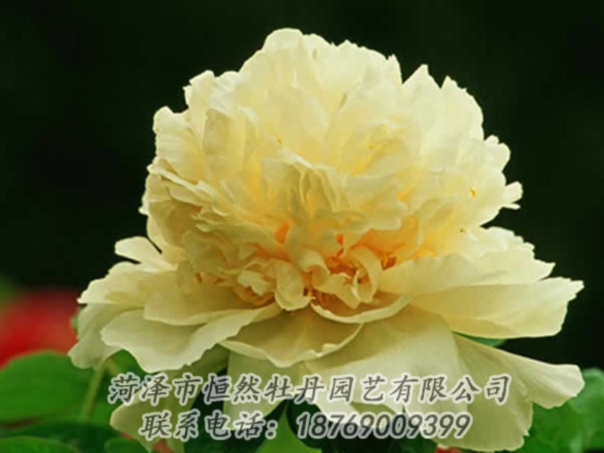 點(diǎn)擊查看詳細(xì)信息<br>標(biāo)題：黃色牡丹 閱讀次數(shù)：1949