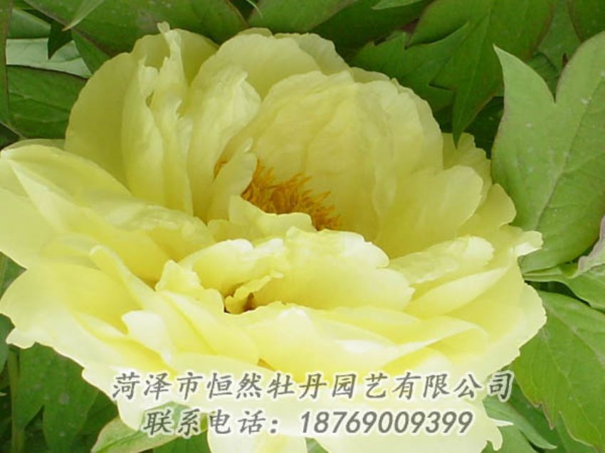 點(diǎn)擊查看詳細(xì)信息<br>標(biāo)題：黃色牡丹 閱讀次數(shù)：1985