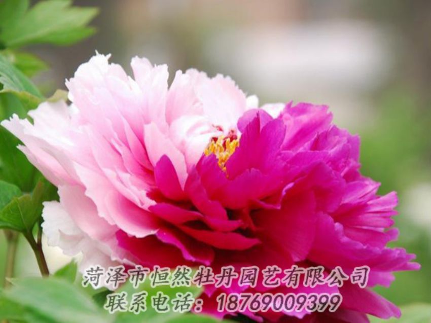 點(diǎn)擊查看詳細(xì)信息<br>標(biāo)題：花二喬 閱讀次數(shù)：2018