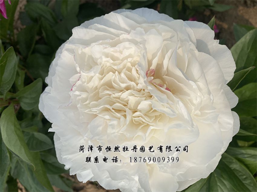 點(diǎn)擊查看詳細(xì)信息<br>標(biāo)題：進(jìn)口芍藥 閱讀次數(shù)：444