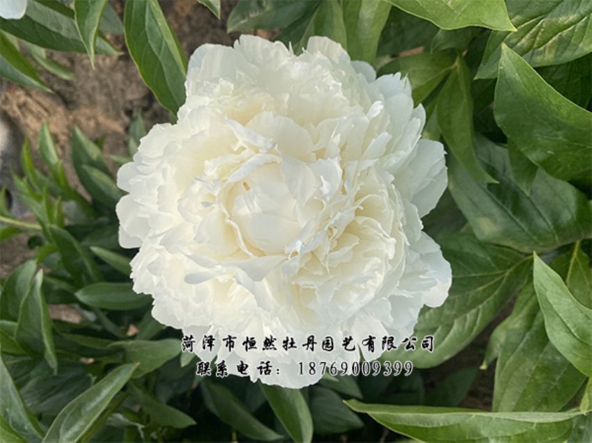 點(diǎn)擊查看詳細(xì)信息<br>標(biāo)題：進(jìn)口芍藥 閱讀次數(shù)：422