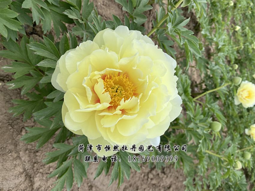 點(diǎn)擊查看詳細(xì)信息<br>標(biāo)題：進(jìn)口芍藥 閱讀次數(shù)：399