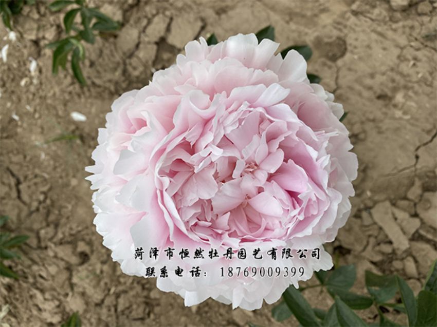 點(diǎn)擊查看詳細(xì)信息<br>標(biāo)題：進(jìn)口芍藥 閱讀次數(shù)：416