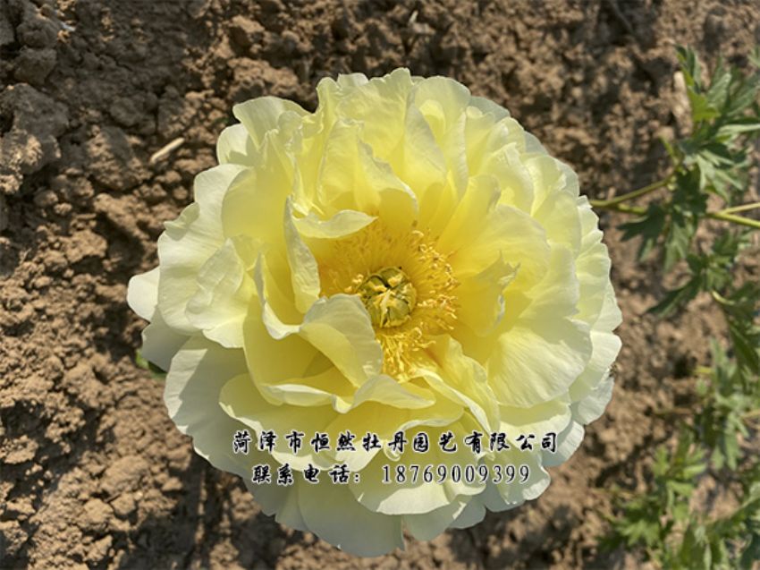 點(diǎn)擊查看詳細(xì)信息<br>標(biāo)題：進(jìn)口芍藥 閱讀次數(shù)：407